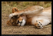  Lion � J. Zinn