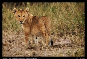  Lion cub � J. Zinn