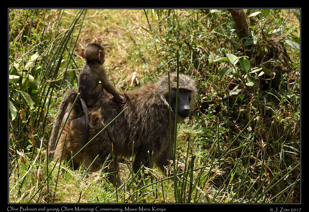 baboon_9463a