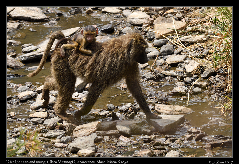 baboon_9466a