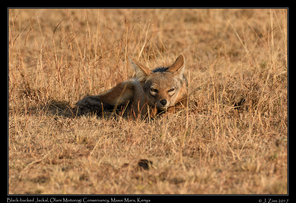 black_backed_jackal_0607a
