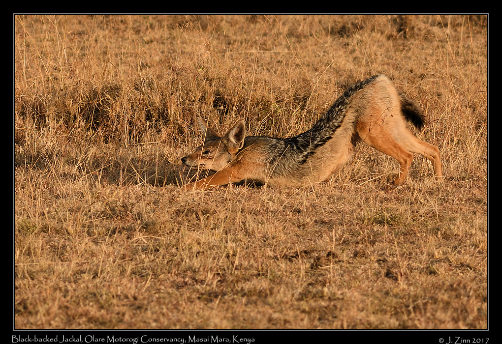 black_backed_jackal_0615a