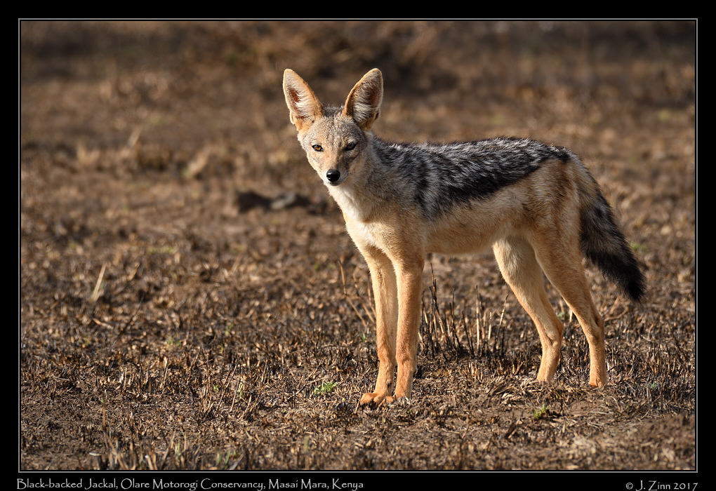 black_backed_jackal_9258a