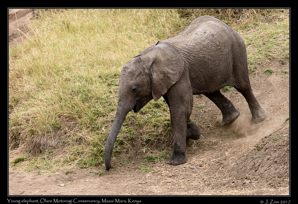 elephant_9733a