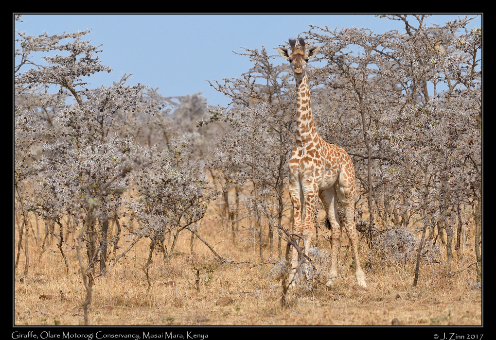 giraffe_0558a
