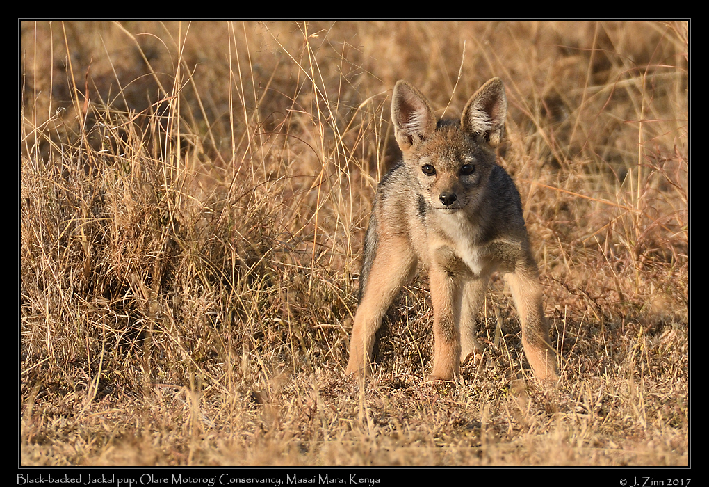 jackal_pup_0598a