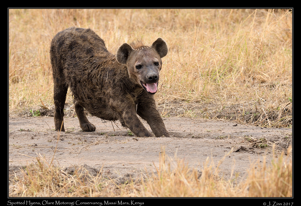 spotted_hyena_8509a