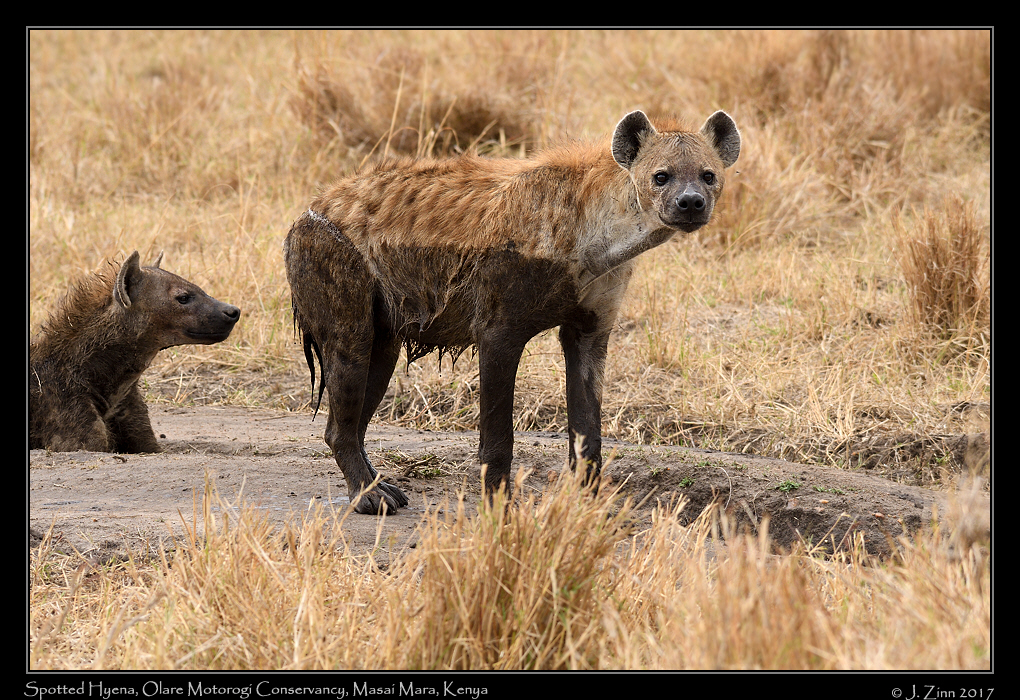 spotted_hyena_8525a