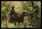  Olive Baboon and young � J. Zinn