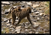  Olive Baboon and young � J. Zinn