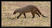  Banded Mongoose � J. Zinn