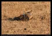  Black-backed Jackal � J. Zinn