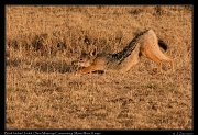  Black-backed Jackal � J. Zinn