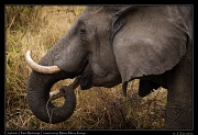  ASCIIElephants � J. Zinn