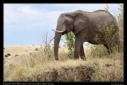  Elephant � J. Zinn