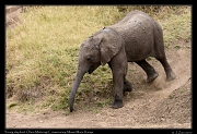  Elephant � J. Zinn