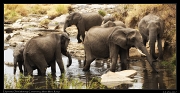  ASCIIElephants � J. Zinn