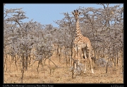  Giraffe � J. Zinn