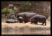  Hippos � J. Zinn