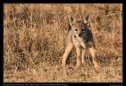  Black-backed Jackal pup � J. Zinn