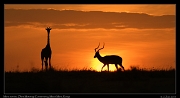  Mara sunrise � J. Zinn