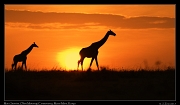  Mara sunrise with Giraffes � J. Zinn