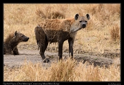  Spotted Hyena � J. Zinn
