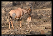  Topi with newborn � J. Zinn