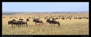  Wildebeest � J. Zinn