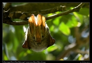  Yellow-winged Bat � J. Zinn