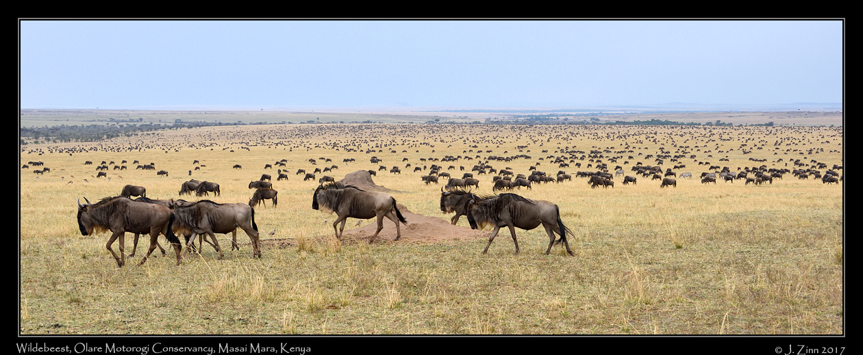 wildebeest_9880_dxob