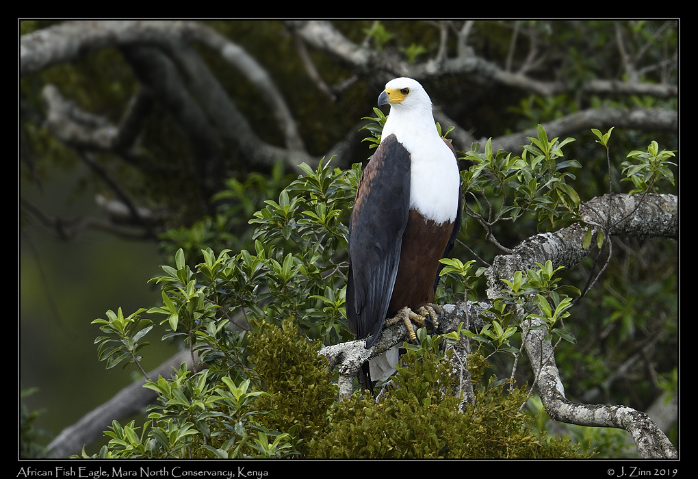 african_fish_eagle_JZ8_1189a