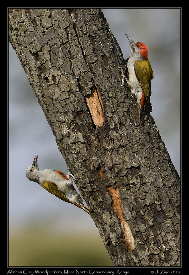 african_gray_woodpeckers_JZ8_3244a