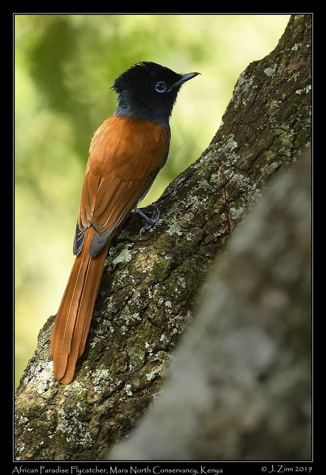african_paradise_flycatcher_JZ8_4370a