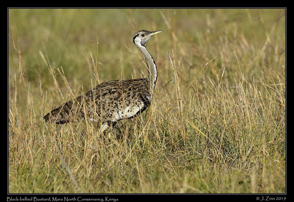 black_bellied_bustard_JZ8_4320a