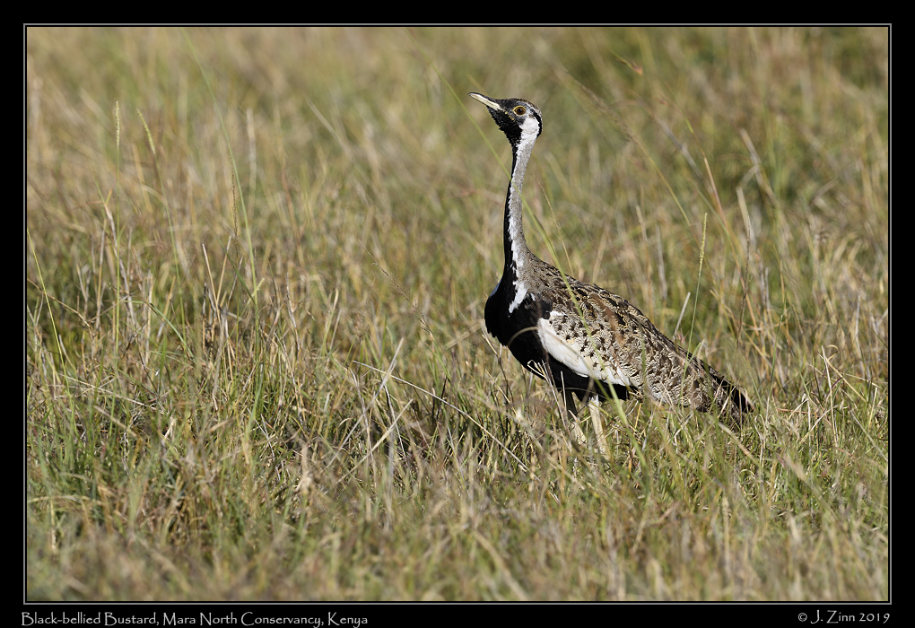black_bellied_bustard_JZ8_4334a