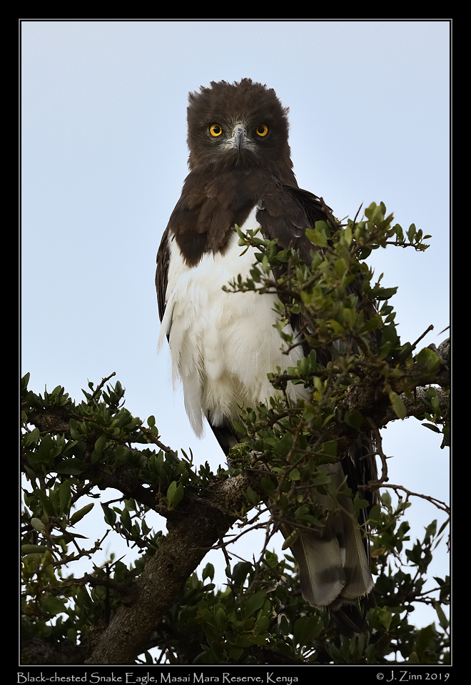 black_chested_snake_eagle_JZ8_9105a