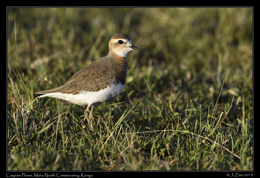 caspian_plover_JZ8_4097a