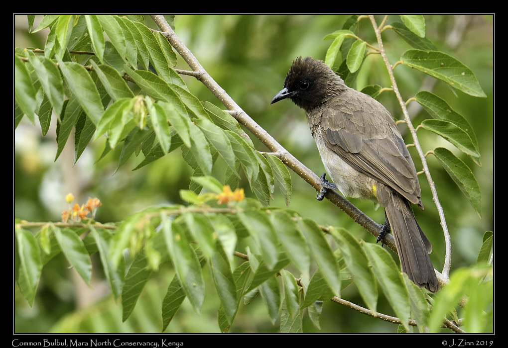 common_bulbul_JZ8_1195a