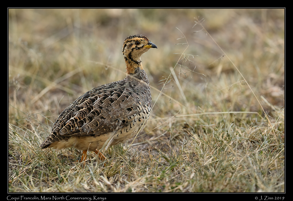 coqui_francolin_JZ8_1283a