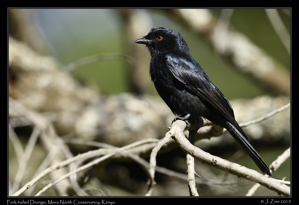fork_tailed_drongo_JZ8_3816a