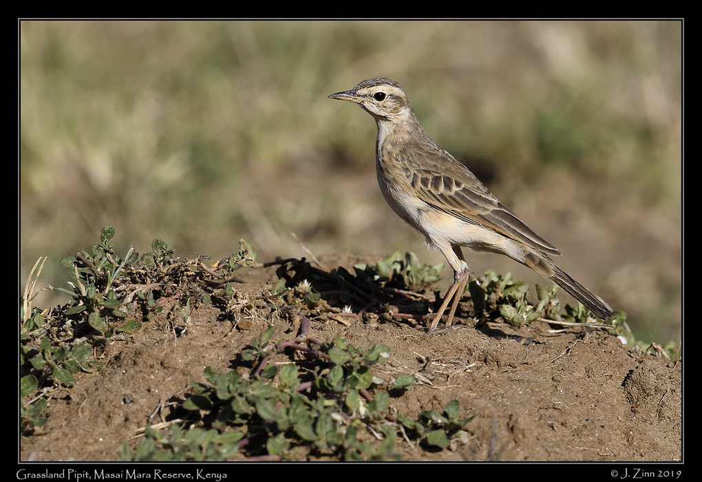grassland_pipit_JZ8_8983a