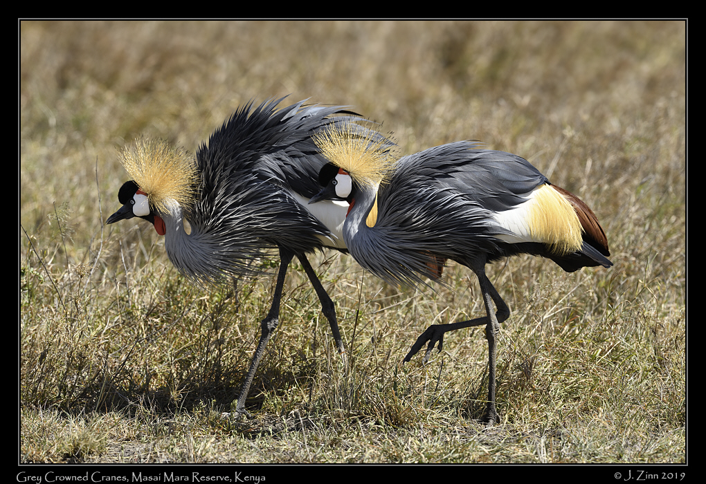 grey_crowned_crane_JZ8_9825a