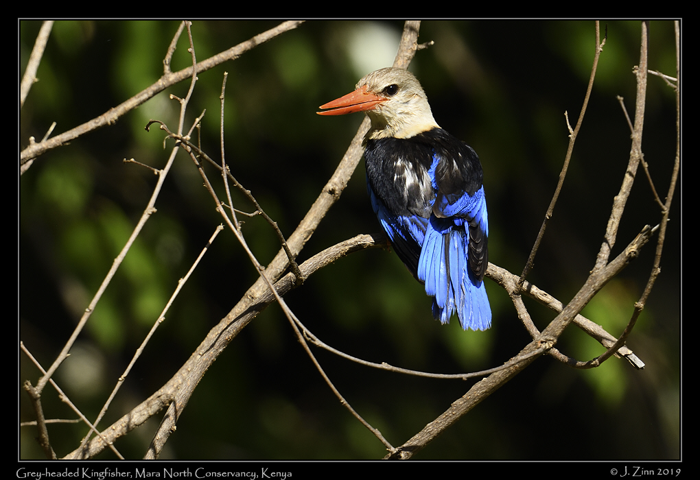 grey_headed_kingfisher_JZ8_3902a