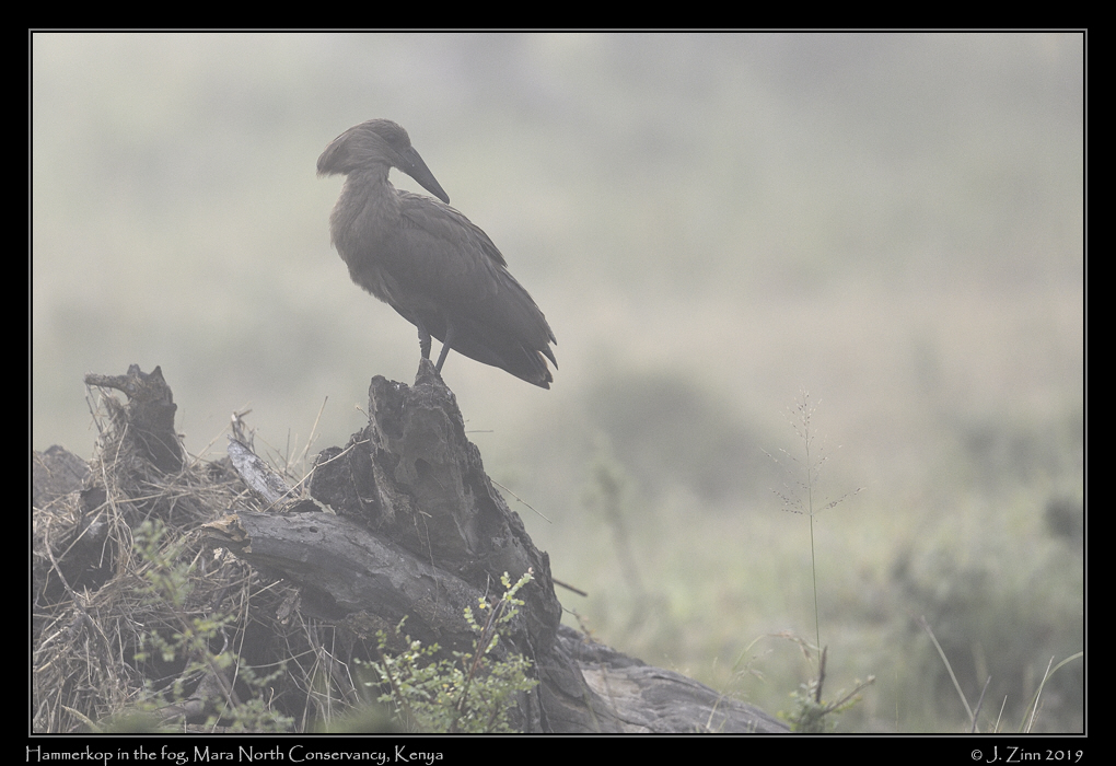 hammerkop_JZ8_1753a