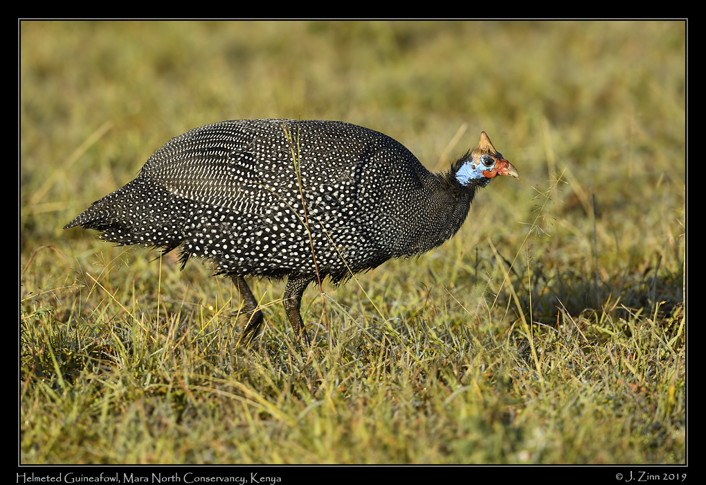 helmuted_guineafowl_JZ8_3475a