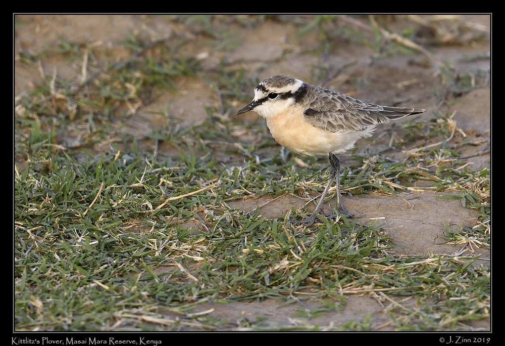 kittlitz_plover_JZ8_9075a