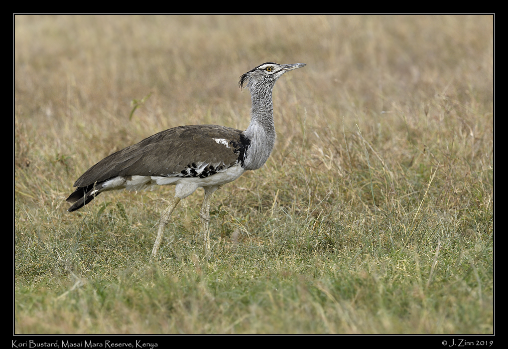 kori_bustard_JZ8_1160a