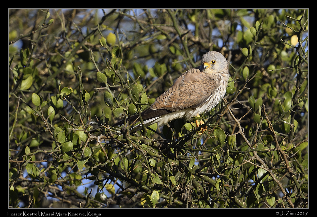 lesser_kestrel_JZ8_8222a