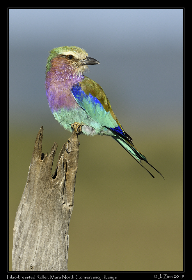 lilac_breasted_roller_JZ8_4264a
